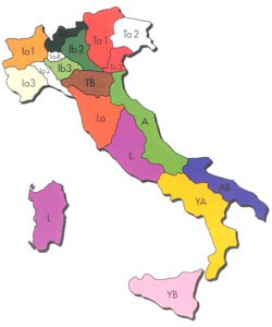 I Lions in Italia
